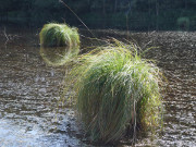 Hupter aus Gras: Tmpel im Usedomer Zerninmoor.