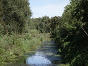 Naturpark Insel Usedom: Thurbruch im Hinterland.