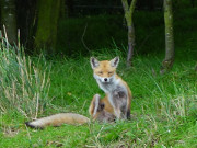 Immer juckt irgendetwas:Fuchs auf dem Peenemnder Haken.