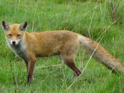 Aufmerksamer Beobachter: Fuchs an der Nordspitze des Peenemnder Hakens.