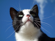 Maskottchen der Steinbock-Ferienwohnungen: Kater Igor.