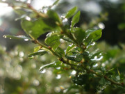 Glitzernde Tautropfen im Garten der Steinbock-Ferienwohnungen.