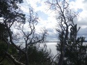 Blick ber den Peenestrom: Der Weie Berg auf dem Gnitz.