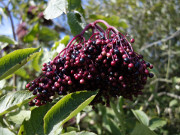 Reif: Holunderbeeren im Wiesenland.