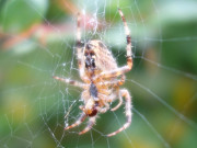 Kreuzspinne: Sptsommer im Garten der Steinbock-Ferienwohnungen.