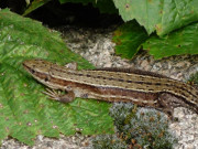 Letztes Stelldichein im Steinbock-Garten: Bergeidechse.