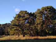 Pferdekoppel in Loddin: Usedom im Herbst.