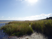 Schilfgebiete am Ende des Usedomer Ostseestrandes.