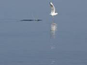 Erfolglose Jagd: Mwe bei Fischfang in der Ostsee.