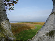 Herbstfarben auf Usedom: Schilf am Achterwasser.