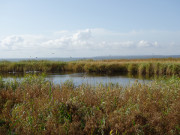 Tmpel im Schilf: Usedomer Kste zum Achterwasser.