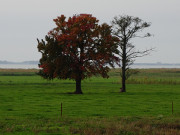 Wiesen bei Loddin: Landschaft am Achterwasser.