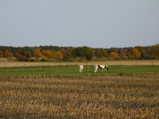 Inselstrae: Alleebume an der Strae nach ckeritz.