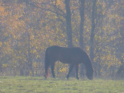 Romantische Weide: Pferd auf dem Mhlenberg bei Benz.