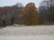 Zwischen ckeritz und Bansin: Herbstfarben am Strand.