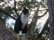 Klettern fr die Aussicht: Maskottchen der Steinbock-Ferienwohnungen.