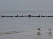 Kormorane und Mwen: Ostseestrand von Stubbenfelde.