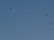 Zeitweise 13 Seeadler bevölkern den Himmel über dem Höft.