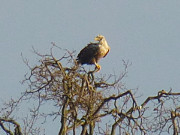 Blick zurck zu den Mit-Adlern: Seeadler auf dem Loddiner Hft.