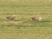 Weideland am Achterwasser: Zwei Seeadler auf der Wiese.