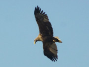 berflug in geringer Hhe: Neugieriger Seeadler.