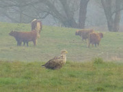 Imposanter Greifvogel: Seeadler und Khe am Achterwasser.