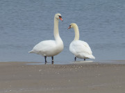 Zweisamkeit: Am Ostseestrand von Klpinsee.