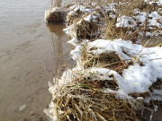 Eisgebilde am Splsaum: Am Achterwasserstrand bei Ltow.