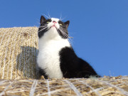 Maskottchen der Steinbock-Ferienwohnungen: Kater Igor.