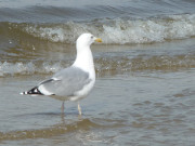 Hungrig: Mwe im Ostseewasser zwischen Trassenheide und Karlshagen.