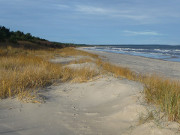 Warme Farben: Strandhafer auf der Dne von Trassenheide.