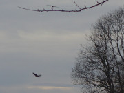 Seeadler: Start aus dem Kstenwald bei ckeritz.