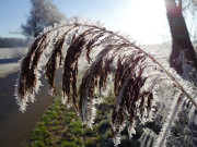 Winterimpression aus Loddin: Raureif auf allen Pflanzen.