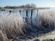 Winter auf Usedom: Schilf an der Melle.
