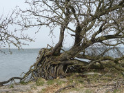 Am Achterwasser: Kstenlandschaft im Usedomer Hinterland.