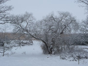Wiesenland am Achterwasser: Schneetreiben ber Usedom.