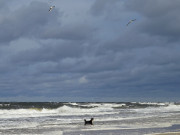 Badespaß der kühlen Art: Hund im Wellengang der Ostsee.