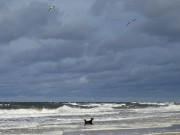 Badespa der khlen Art: Hund im Wellengang der Ostsee.