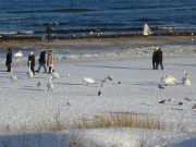 Swinemnde: Spaziergnger auf dem Ostseestrand von Usedom.