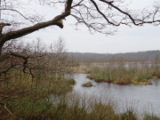 Naturschutzgebiet Wockninsee in der Inselmitte Usedoms.