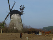 Pferde: Auf dem Mhlenberg nahe Benz im Usedomer Hinterland.