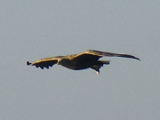 berflug: Seeadler ber dem Achterwasser am Loddiner Hft.