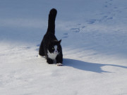Fortbewegung fällt schwer: Immer wieder bricht Igor in den hohen Schnee ein.