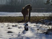 Hinter den Steinbock-Ferienwohnungen: Igor und Pferd.