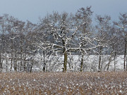 Naturpark Insel Usedom: Am Ufer des Balmer Sees.