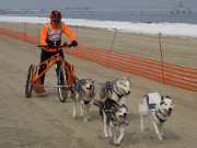 Schnelles Gespann: Hundewagen auf dem Ostseestrand von Heringsdorf.