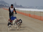 Die Helden der Veranstaltung: Schlittenhunde in Heringsdorf.