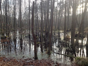 Fast wie Urwald: Sumpfland am Mmmelkensee.