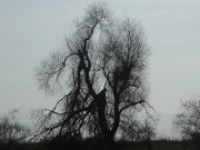 Weide an der Kste des Achterwassers: Mwenort auf dem Gnitz.