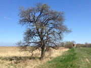 Auf dem Weg nach Balitz: Deich am Achterwasser.